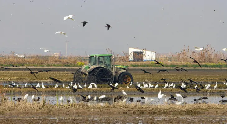 La Albufera
