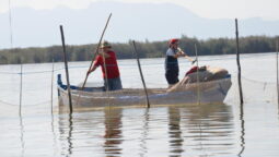 La Albufera
